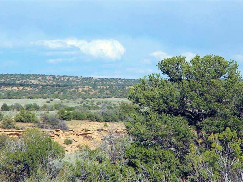 Arizona's Sierra Highlands Ranch : Saint Johns : Apache County : Arizona