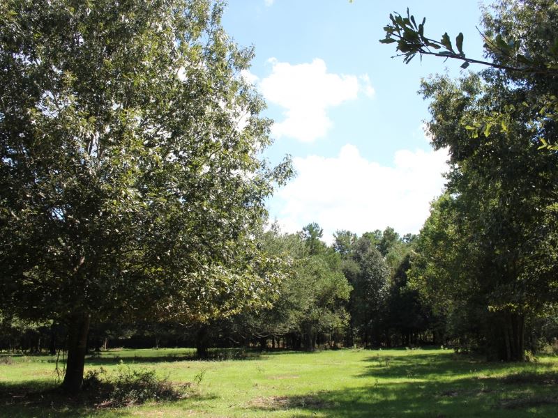 Jones Estate 32 : Montgomery : Montgomery County : Texas