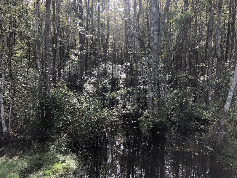 Burnt Bay Creek : Hortense : Brantley County : Georgia