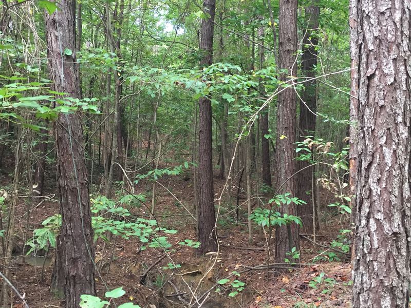 110 Acre Hunting & Recreation Tract : Star : Rankin County : Mississippi
