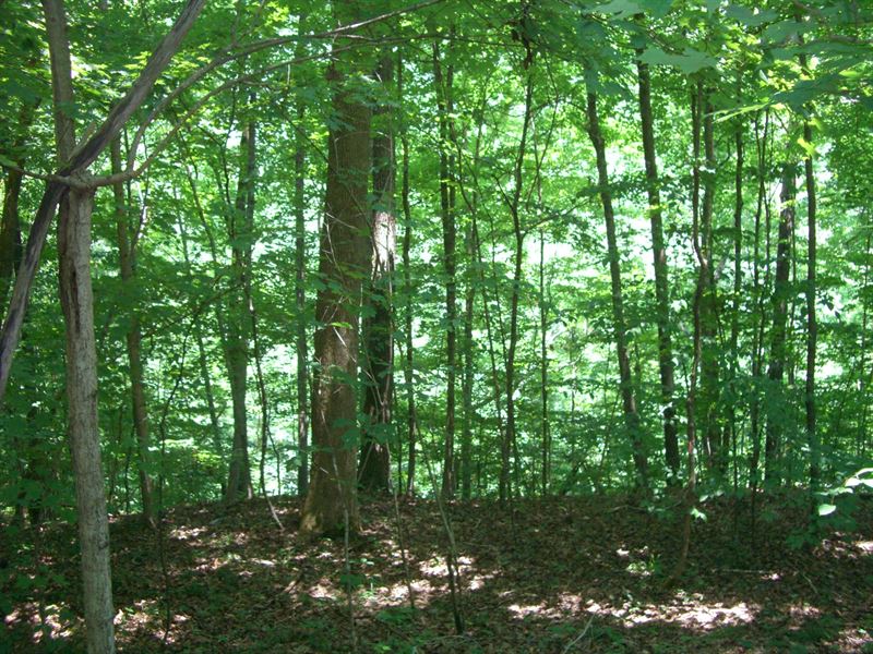 40 Acres Great Timber, Hunting : Hollywood : Jackson County : Alabama