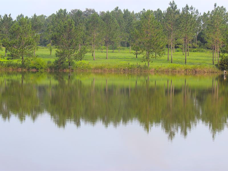 Pinefield- Perfect Gentlemen's Farm : Thomasville : Thomas County : Georgia