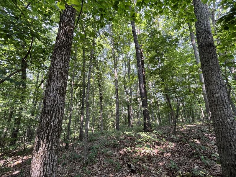 Franklin County Homestead Property : Russellville : Franklin County : Alabama