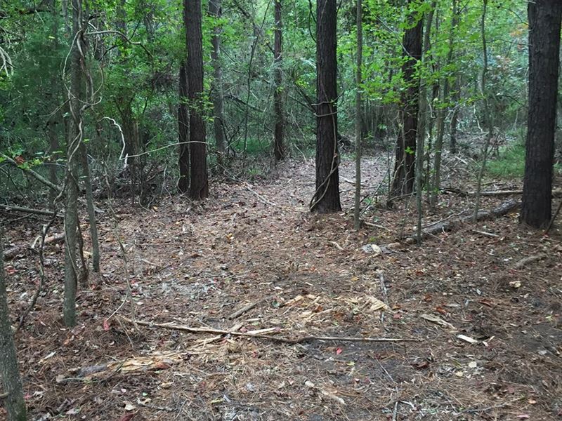 Timber/Recreational Hunting Tract : Bath : Beaufort County : North Carolina