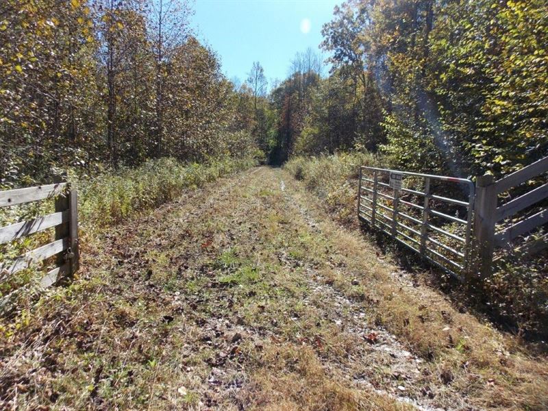 Wooded Land Sale Buffalo Mountain : Willis : Floyd County : Virginia