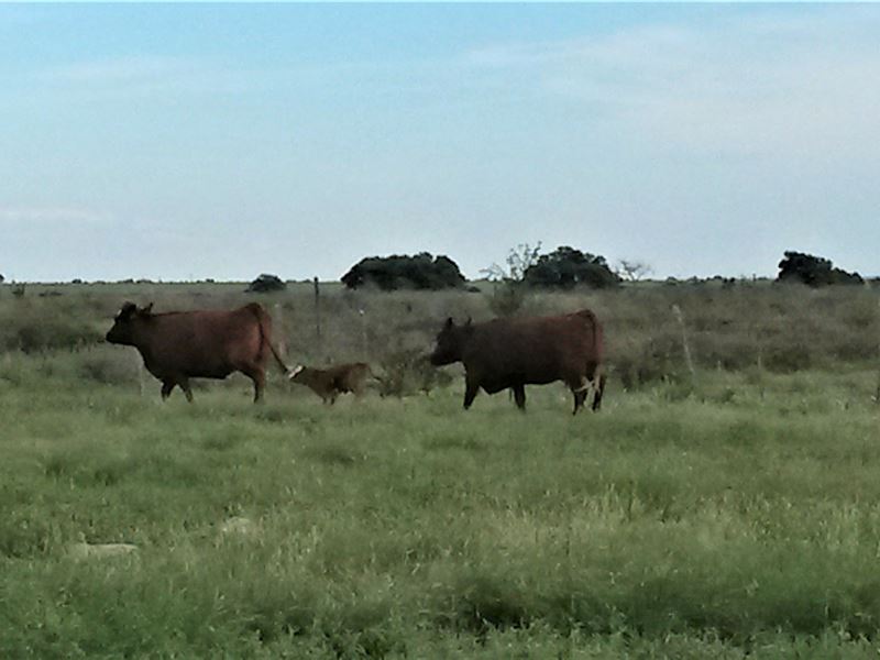 Working Cattle Ranch, Nm, Hope : Hope : Eddy County : New Mexico