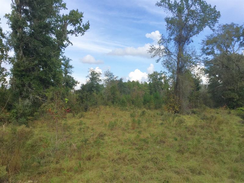 Great Small Tract for Hunting : Jasper : Hamilton County : Florida