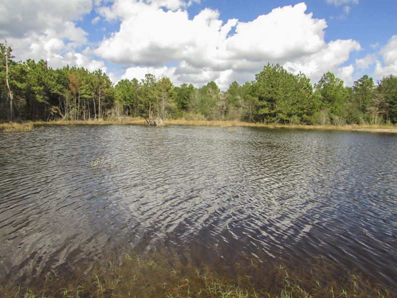 166 Ac Dickey Loop : Bedias : Grimes County : Texas