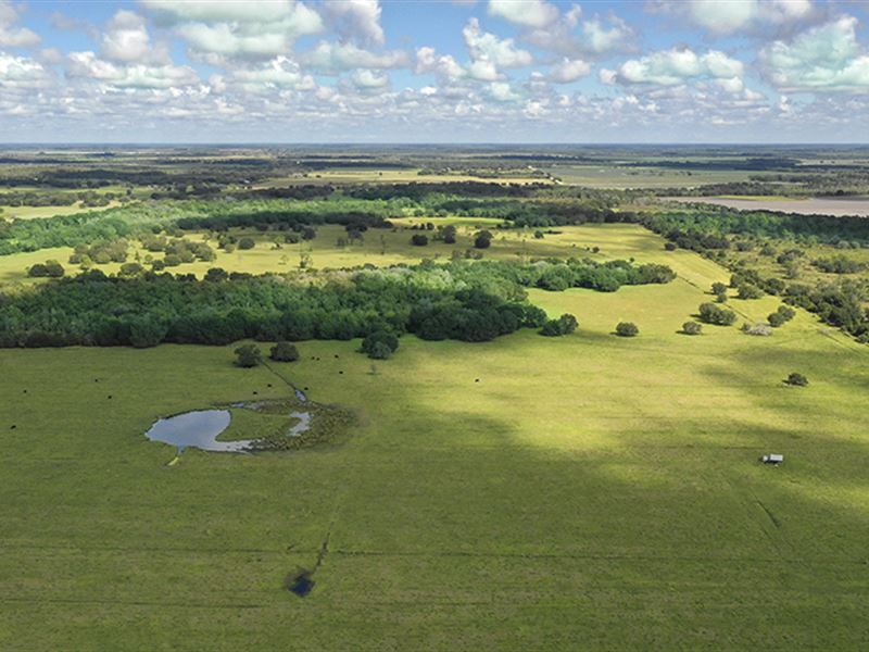 Clay Gully Farm & Ranch : Myakka City : Manatee County : Florida