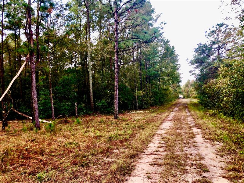 Hunting Property Craven County NC : Vanceboro : Craven County : North Carolina