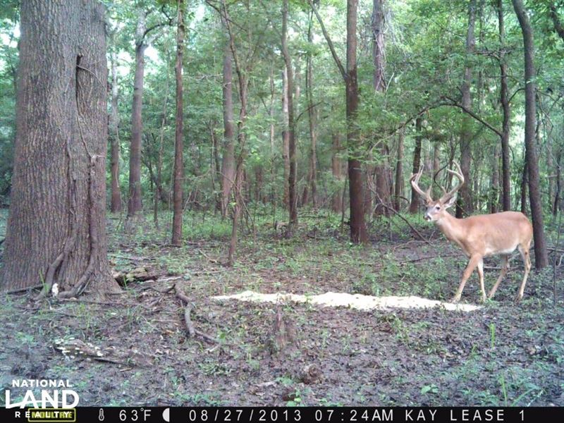 Becks Bay Hunting Club Share Woodvi : Woodville : Wilkinson County : Mississippi