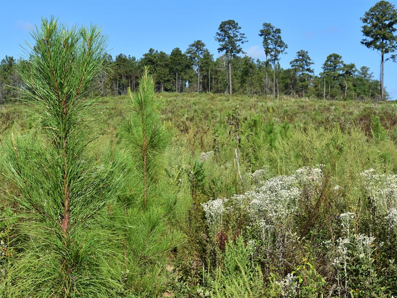 Quitman Woods : Georgetown : Quitman County : Georgia