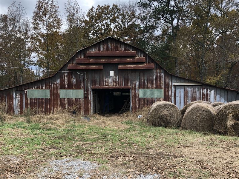 Cattle Farm with 42 : Vinemont : Cullman County : Alabama