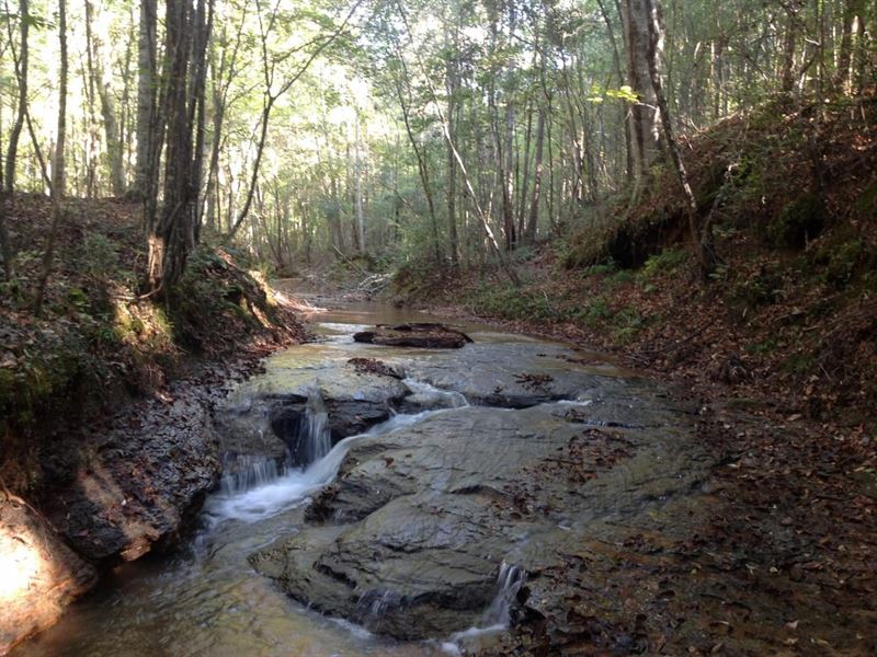 Moore Branch Tract : Valley Grande : Dallas County : Alabama