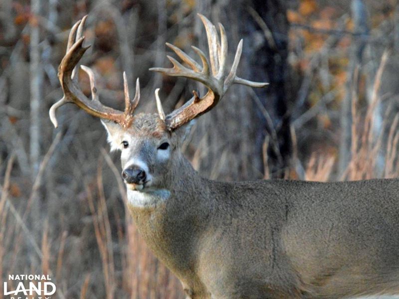 Barley J Hunting Preserve : Hurtsboro : Macon County : Alabama