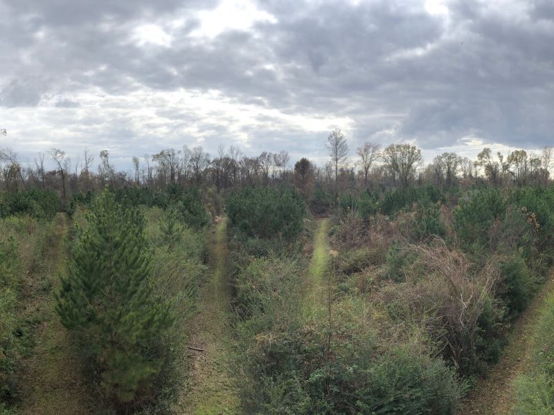 116 Acres in Holmes County in Duran : Durant : Holmes County : Mississippi