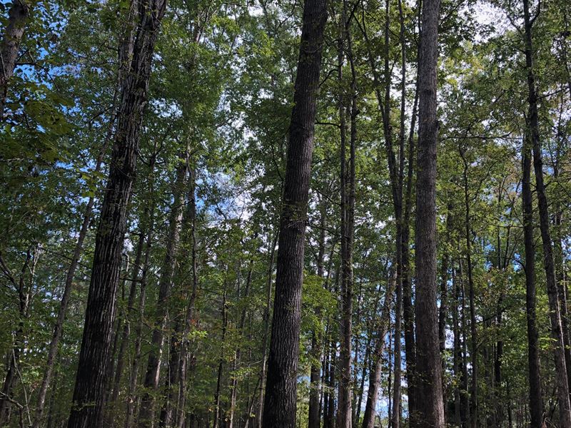 McCarty Road Tract : Statham : Barrow County : Georgia