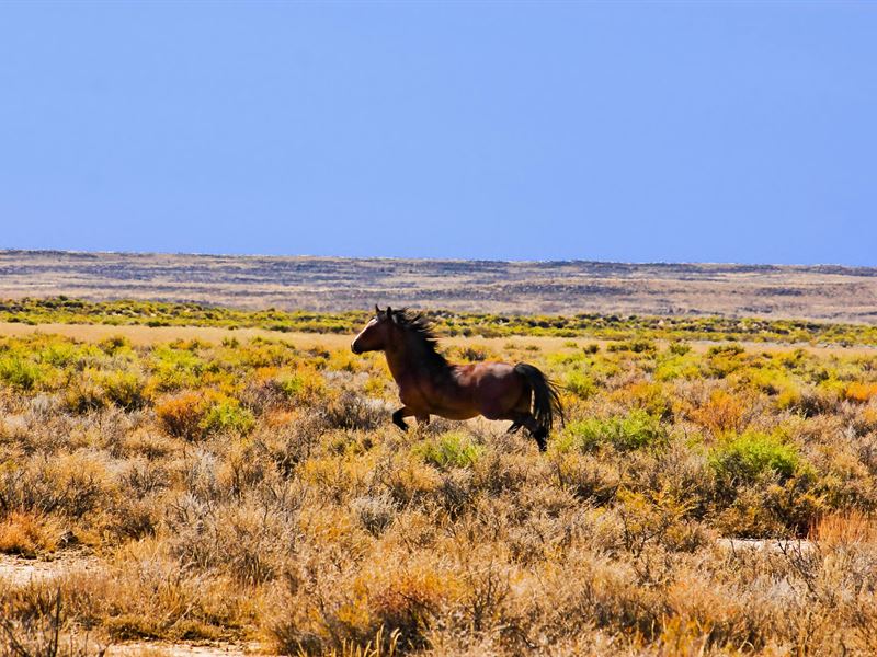 Ranch Bordering Blm & State Land : Rawlins : Carbon County : Wyoming