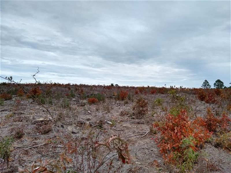 50 Acres, Kershaw County : Bethune : Kershaw County : South Carolina