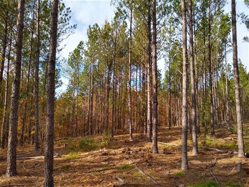 Mountainous Views, Timber & Hunting : Ridgeway : Fairfield County : South Carolina