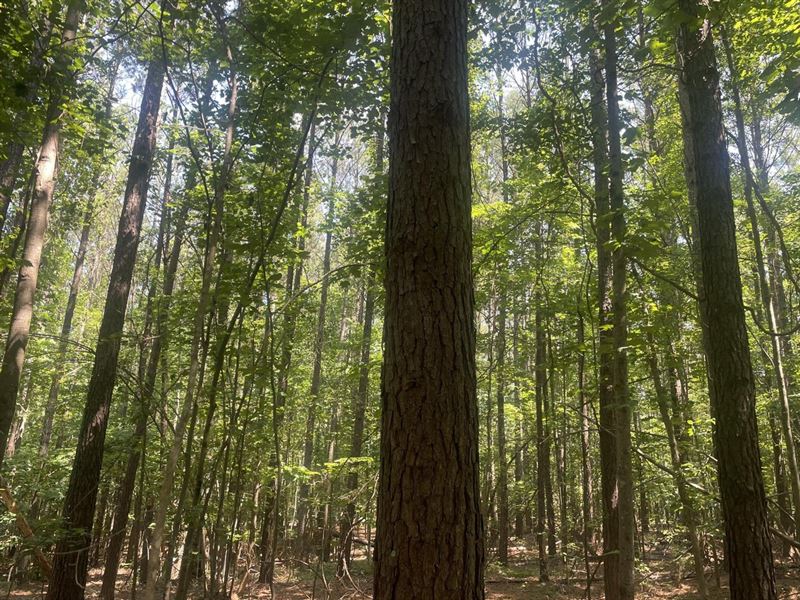 40 Acre Timber Tract in Cullman : Bremen : Cullman County : Alabama