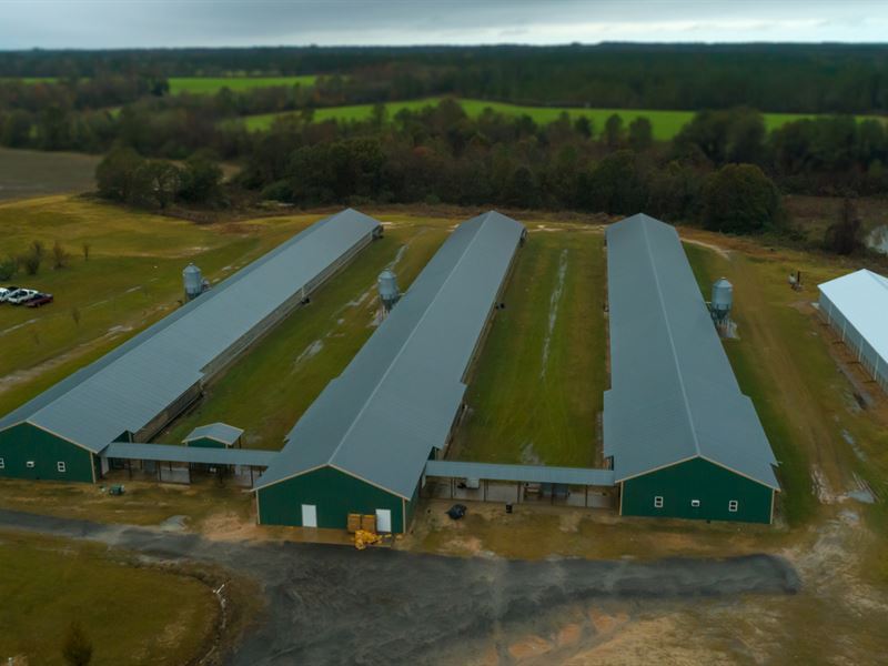 Wilcox County Breeder Farm : Pitts : Wilcox County : Georgia