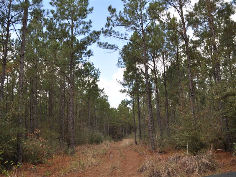 66 Ac Fm 247 : Huntsville : Walker County : Texas