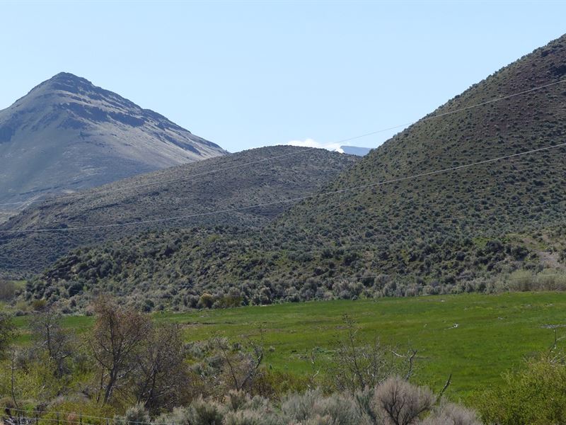 Olson Ranch Cottonwood Creek Fields : Fields : Harney County : Oregon