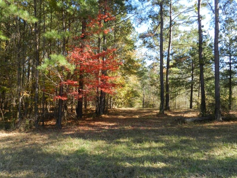 Beautiful Wooded Home Sites : Milledgeville : Baldwin County : Georgia