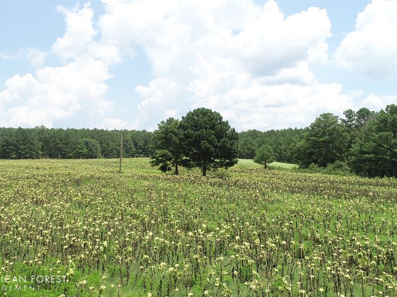 Criswell Timberlands : Toomsboro : Wilkinson County : Georgia