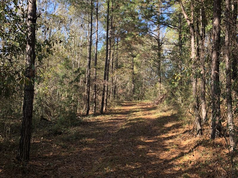 14 +/- Acres County Road 7 : Red Level : Covington County : Alabama