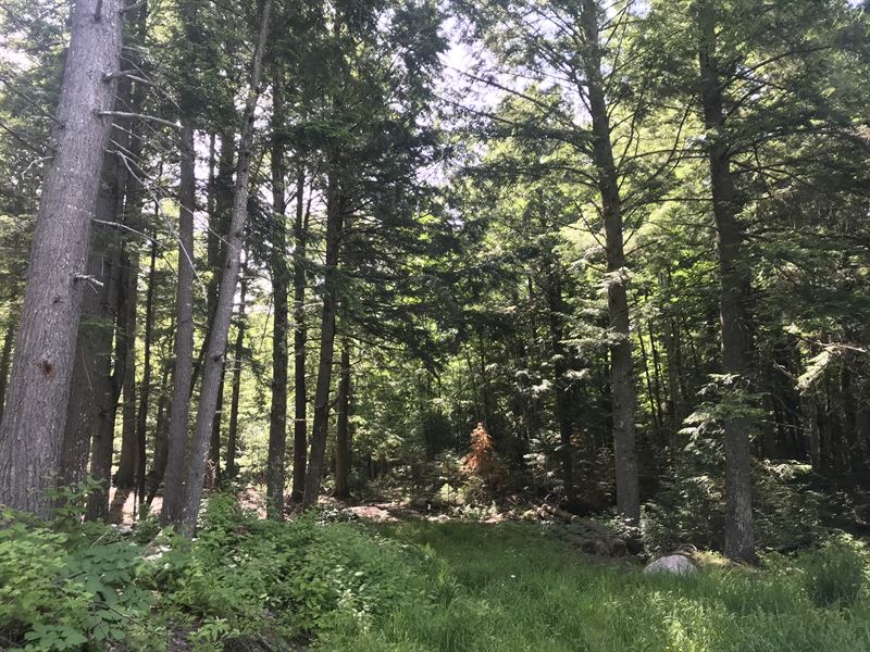 Remote Hunting Land : Oma : Iron County : Wisconsin