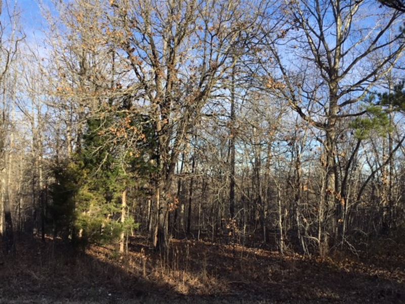 Wooded Land in Southern Missouri : Cass : Texas County : Missouri