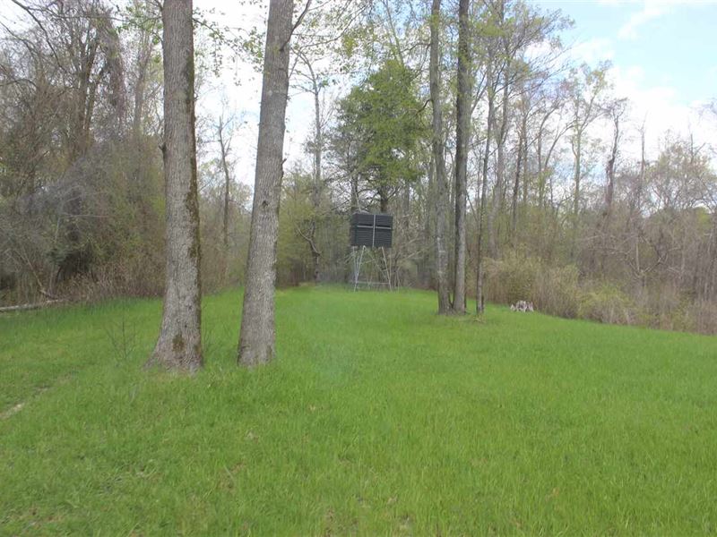 Hunting Tract : Bentonia : Yazoo County : Mississippi