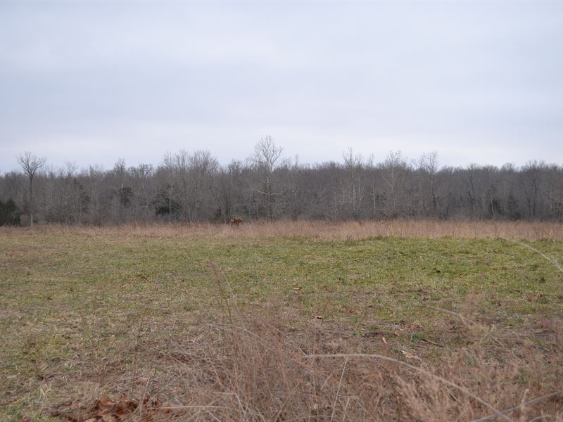 Land for Sale in Southern Missouri : West Plains : Howell County : Missouri