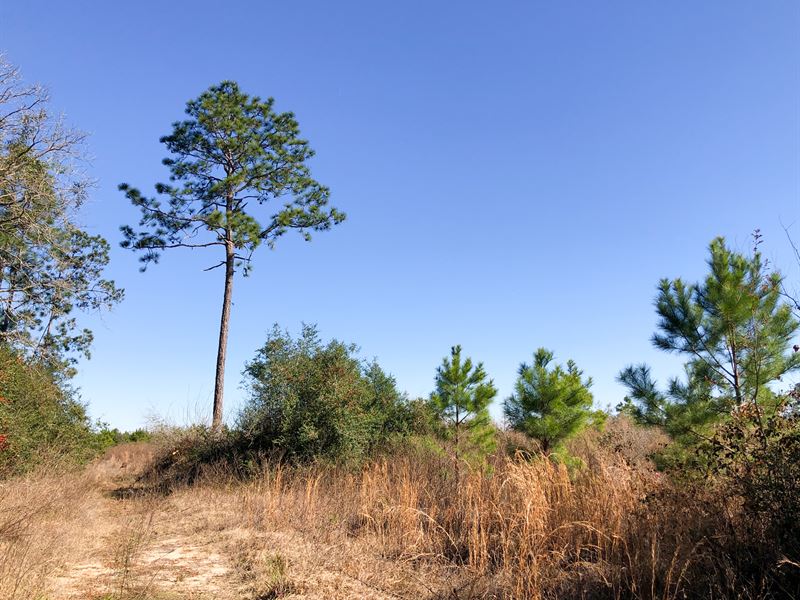 176 Ac Fresenius Rd : Silsbee : Hardin County : Texas