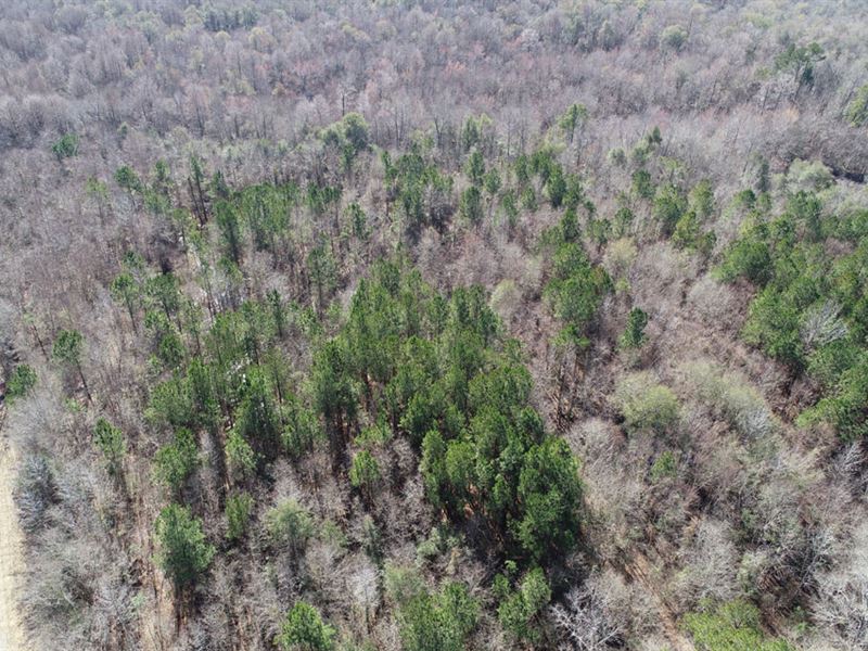 40 Acres On Brier Creek : Keysville : Burke County : Georgia