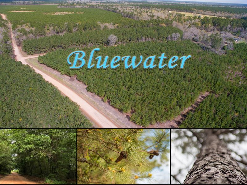 11 Acres Bluewater T2-10 : Livingston : Polk County : Texas