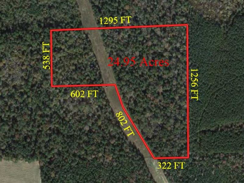 Untouched Hunting / Residential : Fred : Tyler County : Texas