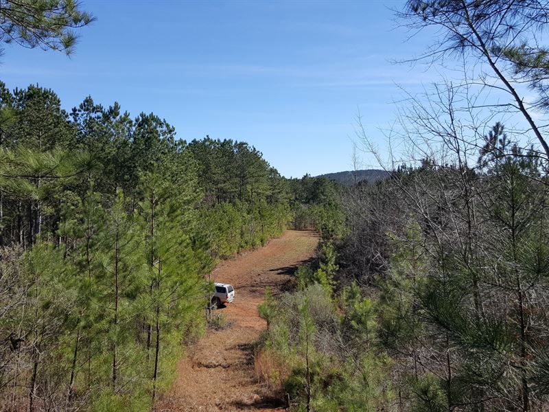 Drake Creek Tree Farm : Ashland : Clay County : Alabama