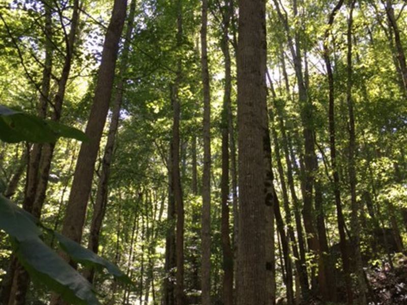 800+/- Acres Mature Hardwoods : Pelham : Grundy County : Tennessee