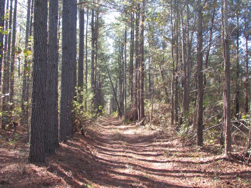 Black River West Brewington Road : Manning : Clarendon County : South Carolina