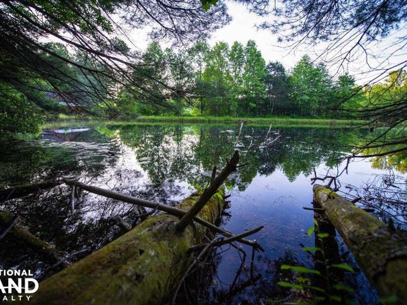 Hidden Falls Meadow of Pisgah Natio : Balsam Grove : Transylvania County : North Carolina