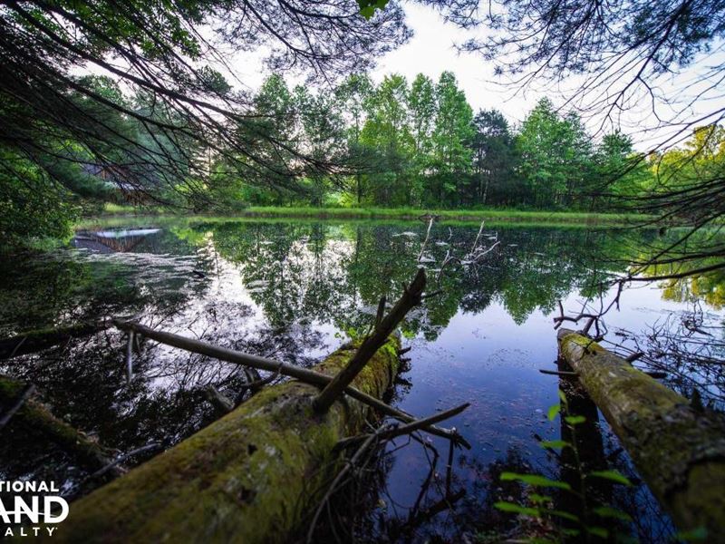Hidden Falls Meadow of Pisgah Natio : Balsam Grove : Transylvania County : North Carolina