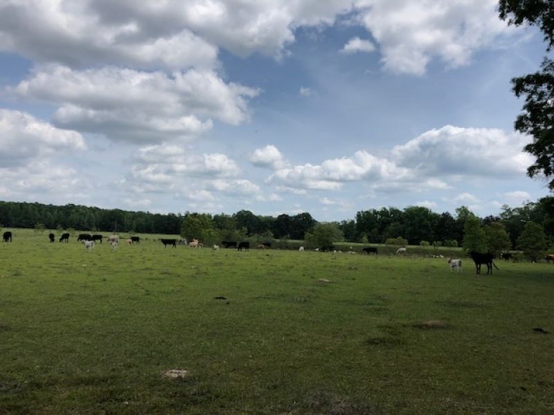 56 Acres Of Pearl River Waterfront : Harrisville : Simpson County : Mississippi