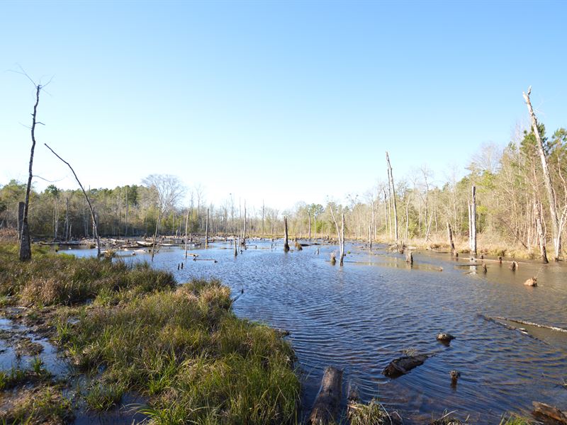 Deepstep Creek 265+/- Acres : Deepstep : Washington County : Georgia