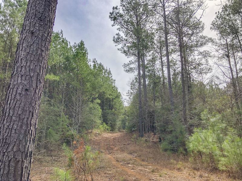 263 Acres Off Fire Tower Road : Newton : Newton County : Texas