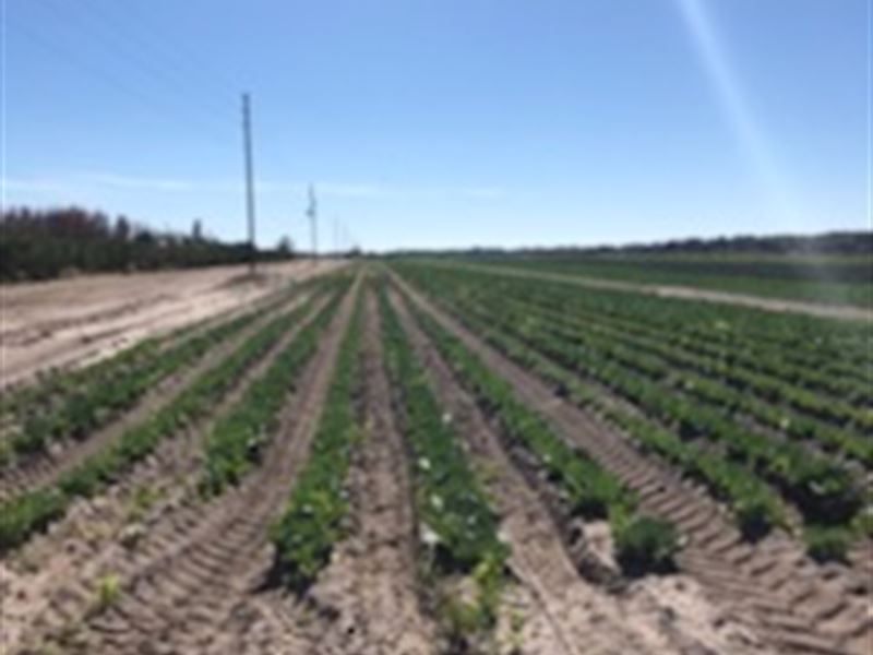 Long & Scott Farms : Mount Dora : Lake County : Florida