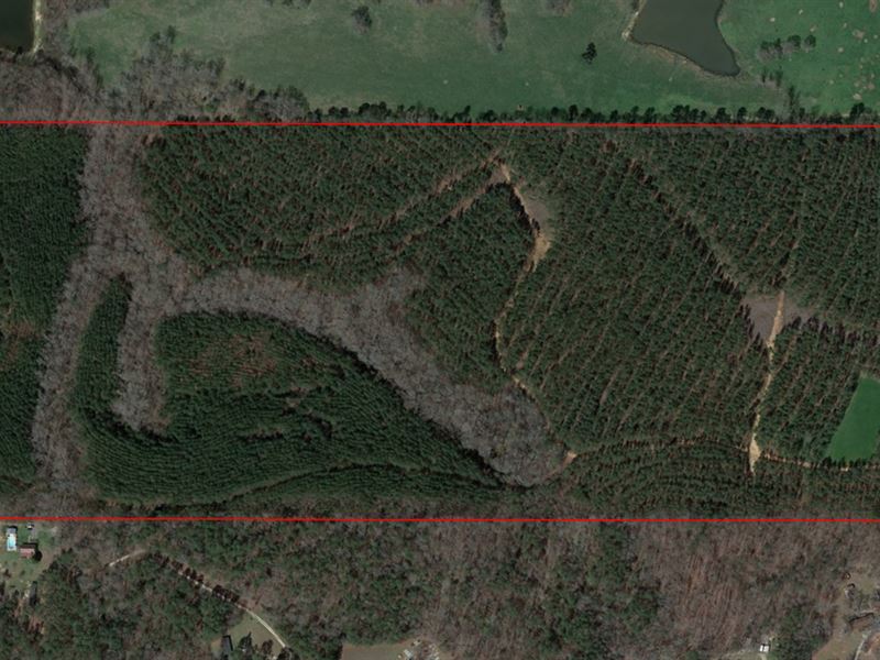 Excellent Hunting and Timber : Madison : Morgan County : Georgia