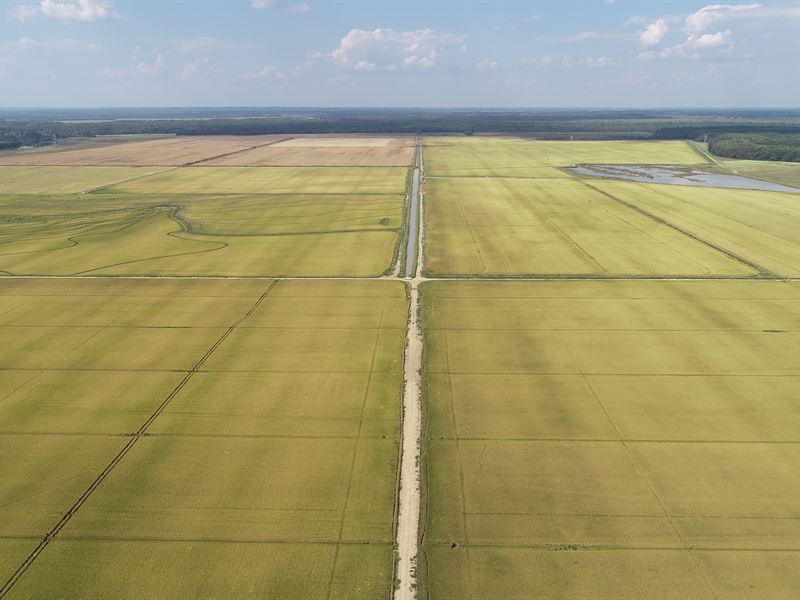1241 Acres Rice Farm : Newport : Jackson County : Arkansas